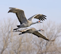 image of two sandhill cranes taking off from field